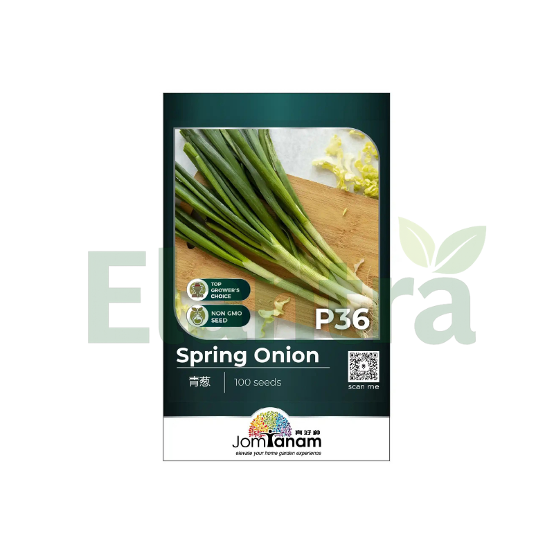 P36 SPRING ONION